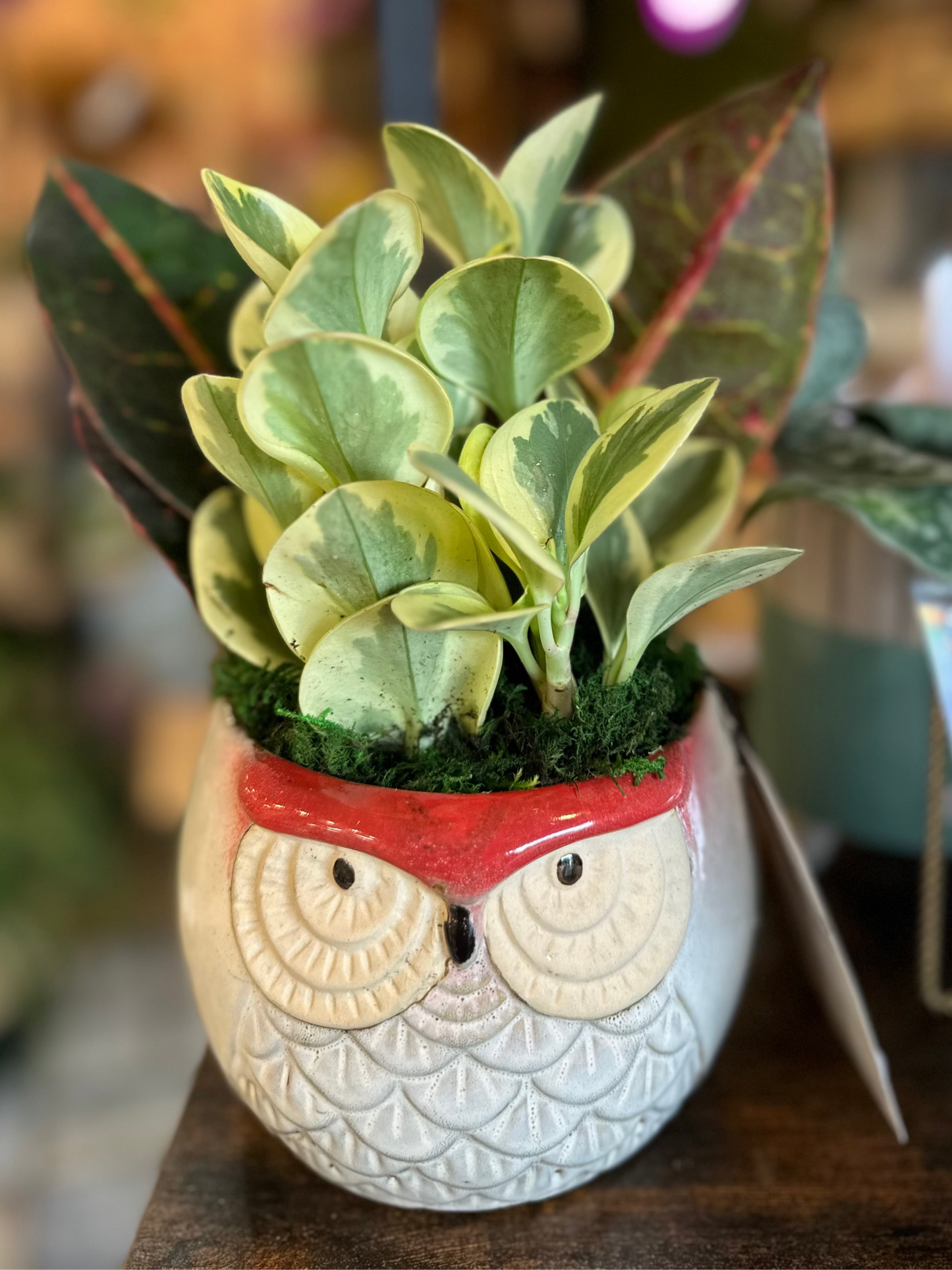 Autumn Owl