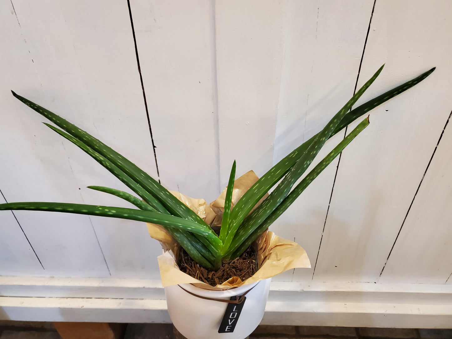 Aloe Vera
