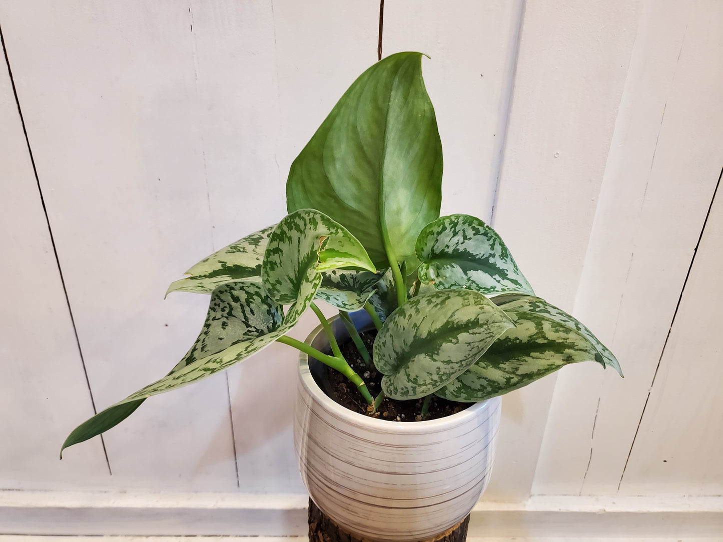 Scindapsus Pictus Exotica