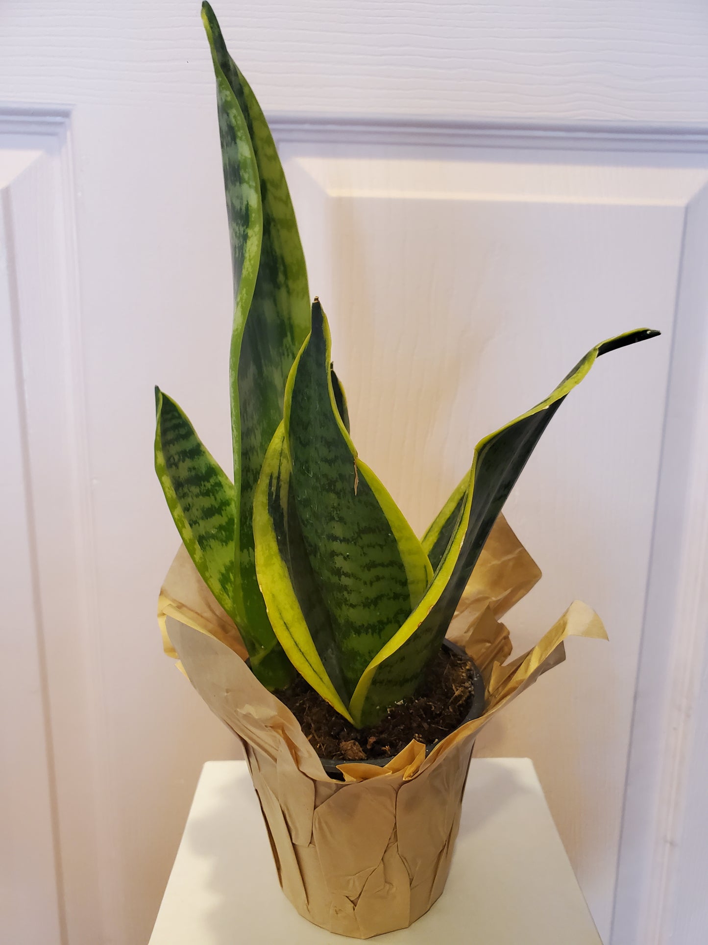 Small Snake Plant