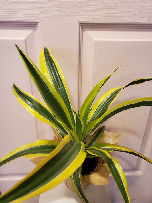 Dracaena Lemon Lime
