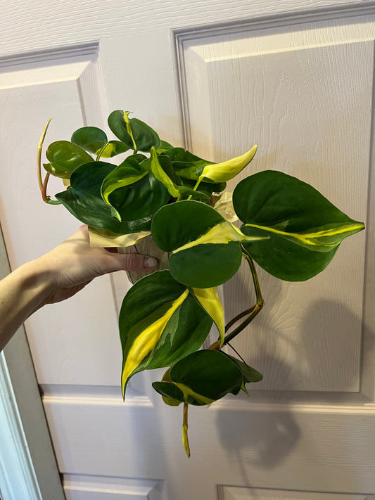 Brasil Philodendron
