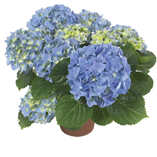Hydrangea potted plant