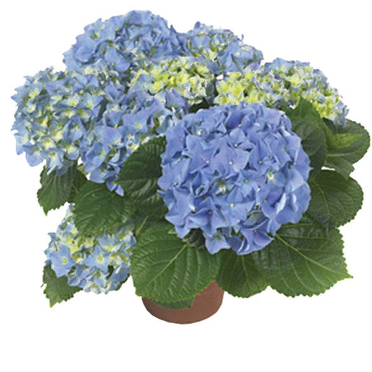 Hydrangea potted plant