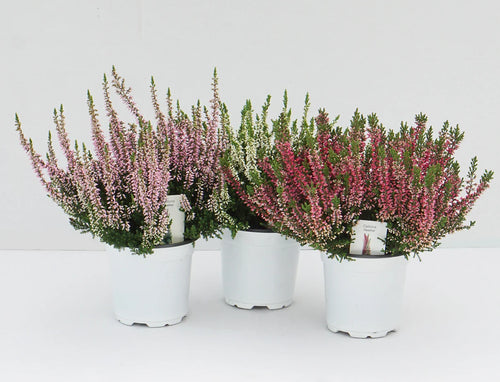 Heather Fall Plants