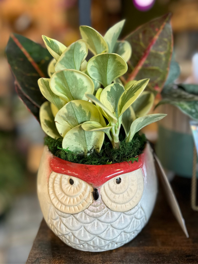 Autumn Owl
