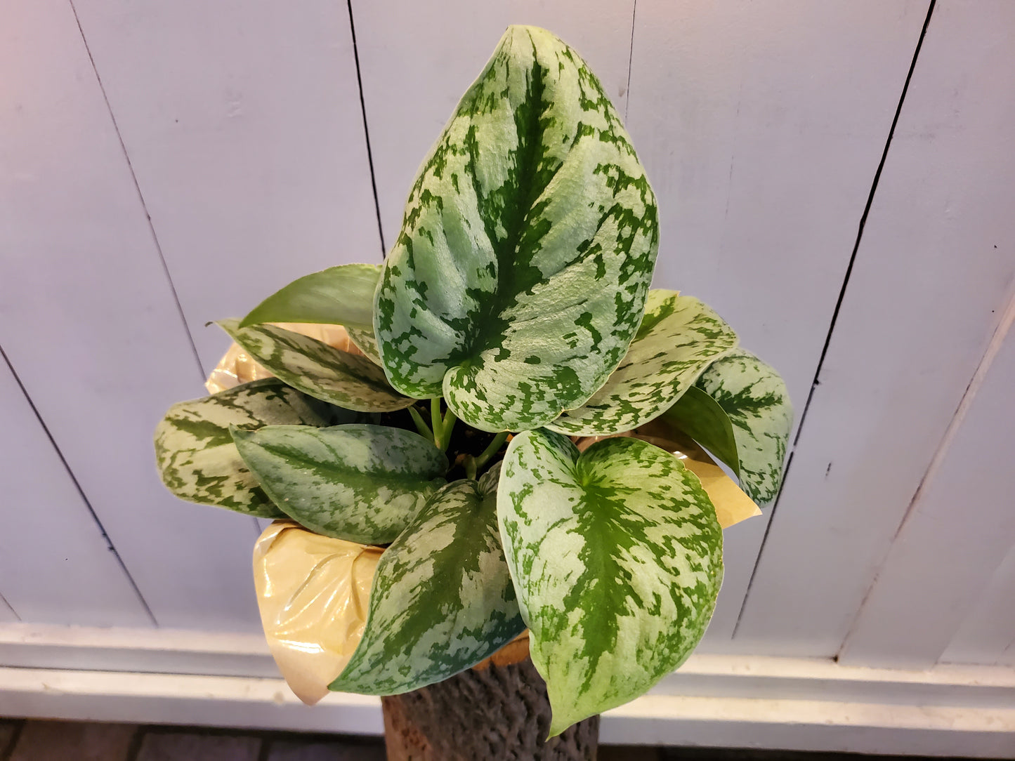 Scindapsus Pictus Exotica