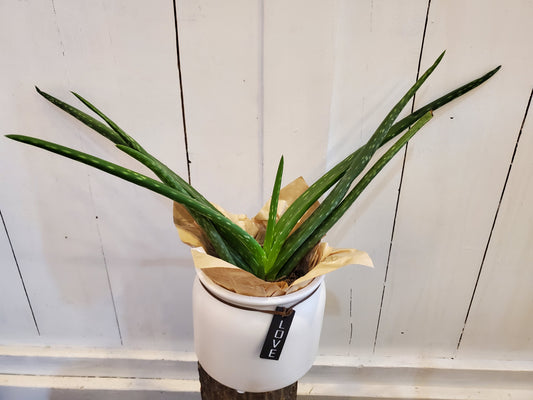 Aloe Vera