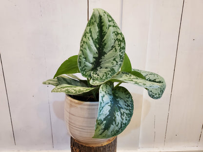 Scindapsus Pictus Exotica