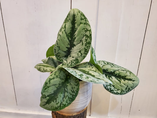 Scindapsus Pictus Exotica