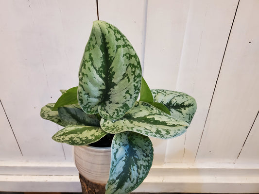 Scindapsus Pictus Exotica