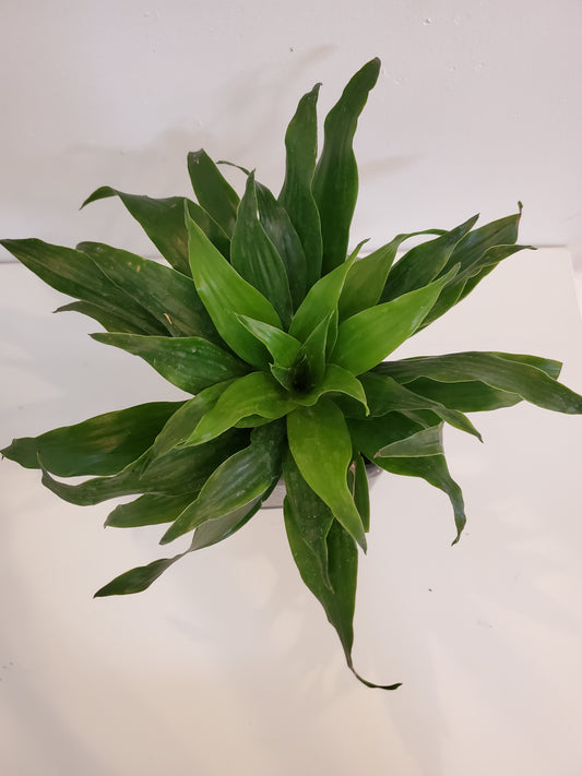 Dracaena