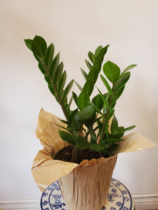 6" ZZ Plant