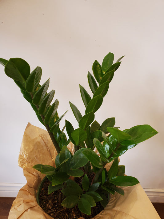 6" ZZ Plant