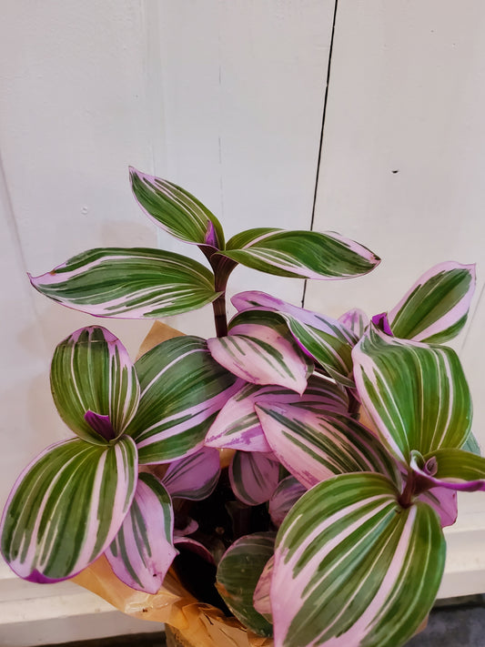 Tradescantia Nanouk
