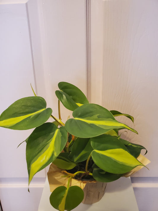 Brasil Philodendron