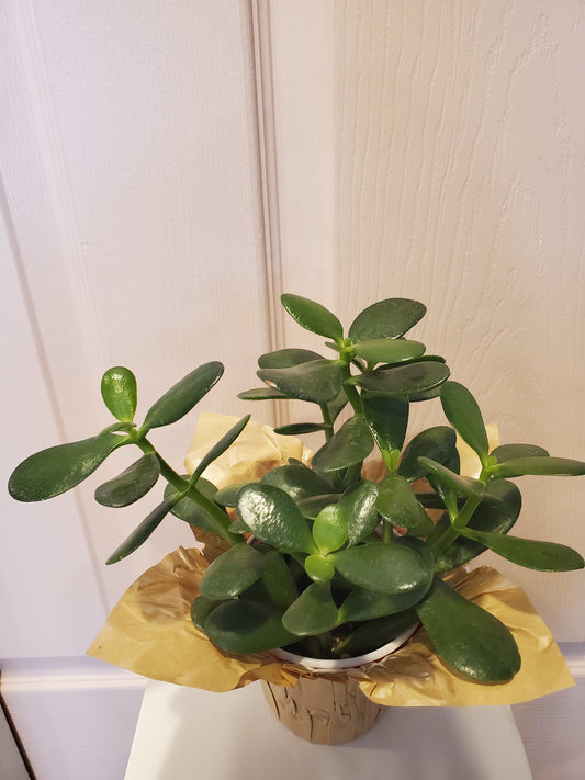 Jade Plant
