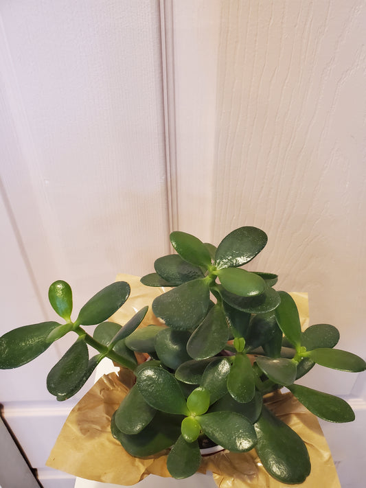 Jade Plant