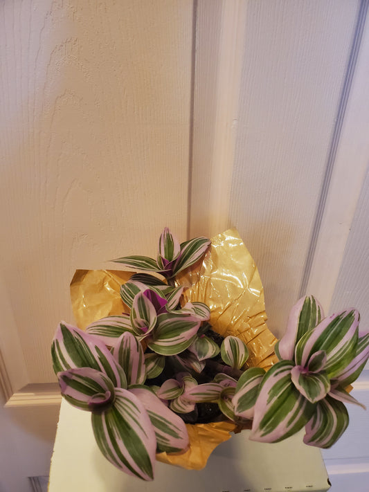 Tradescantia Nanouk